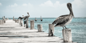 Pelican on pier